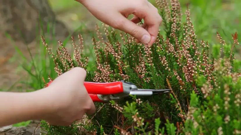 Jak przycinać wrzośce? Kiedy i dlaczego to klucz do sukcesu!