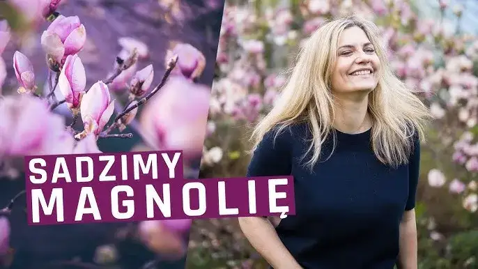 Kiedy sadzi się magnolie, aby uniknąć błędów i zapewnić wzrost