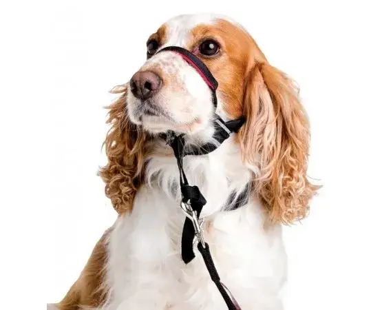 Jak dobrać obrożę uzdową dla psa, aby uniknąć problemów z dopasowaniem