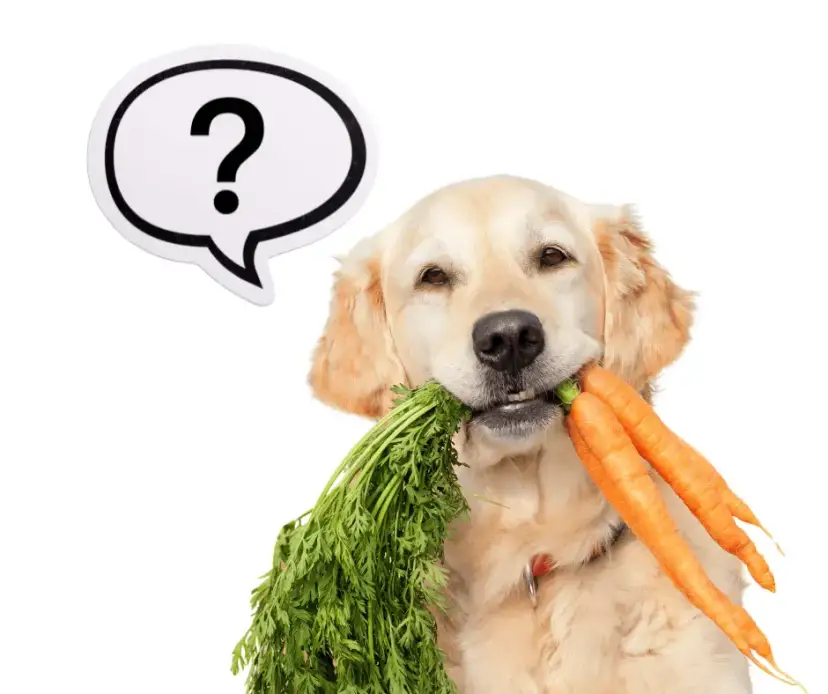 Czy pies może jeść surową marchewkę? Bezpieczne przekąski dla psów