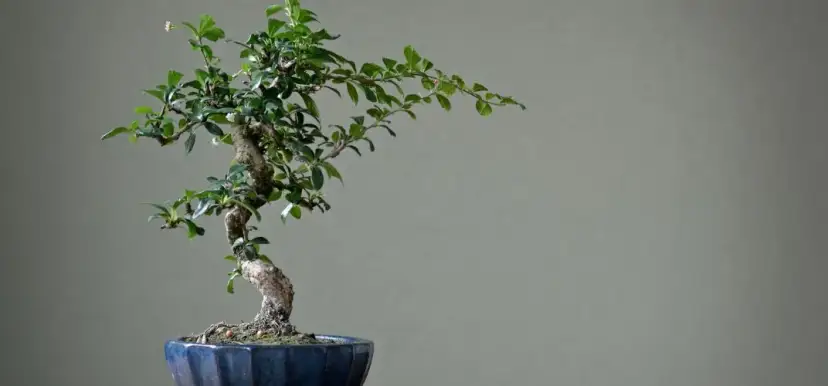 Bonsai nie żyje? Sprawdź oznaki życia i śmierci drzewka