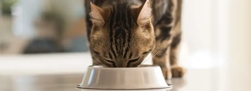 Czy koty mogą jeść parówki? Sprawdź, co może im zaszkodzić