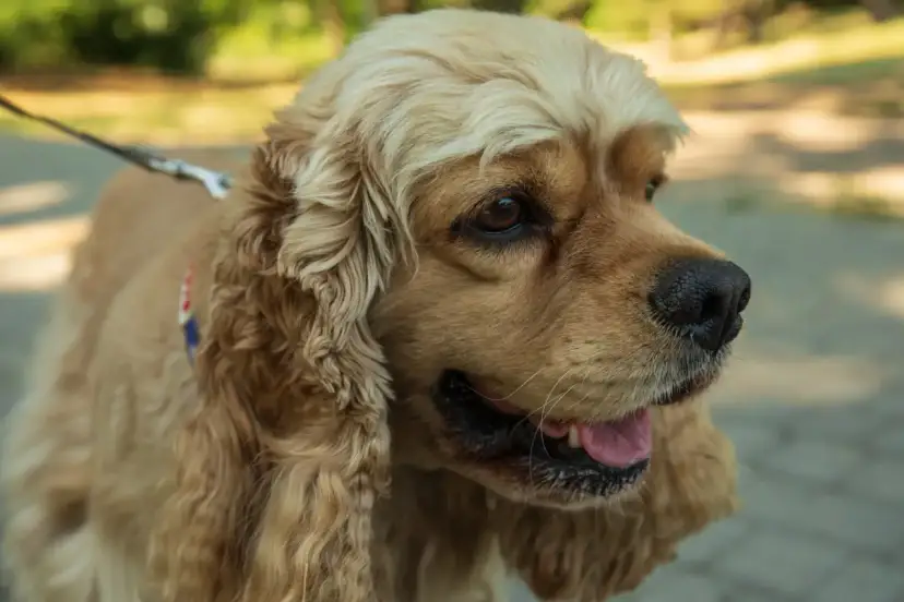 Uroczy cocker spaniel z długimi, falującymi uszami i błyszczącymi oczami, gotowy na spacer.