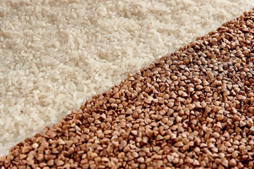 Ryż czy kasza dla psa? Co wybrać dla zdrowia i trawienia?