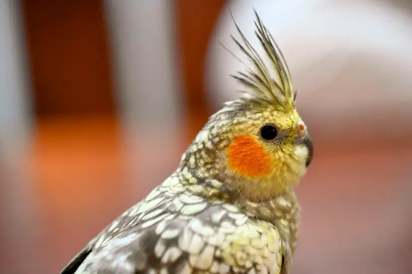 Hodowla papug nimf – przewodnik dla odpowiedzialnych opiekunów