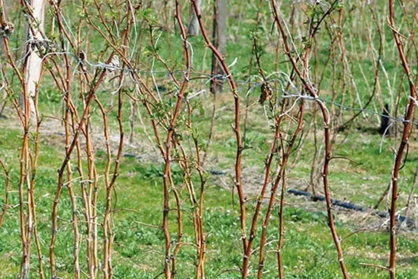 Jakie nawozy pod maliny jesienne na wiosnę poprawią plonowanie?