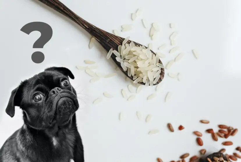 Czy szczeniak może jeść ryż? Poznaj 3 złote zasady!