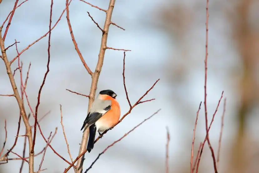 Gil czym się żywi? Odkryj niespodziewane źródła jego diety