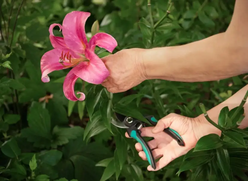 Kiedy obcinać lilie ogrodowe, aby uniknąć błędów w pielęgnacji