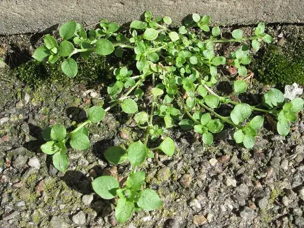 Mokrzyca chwast: jak wpływa na uprawy i jakie ma właściwości lecznicze