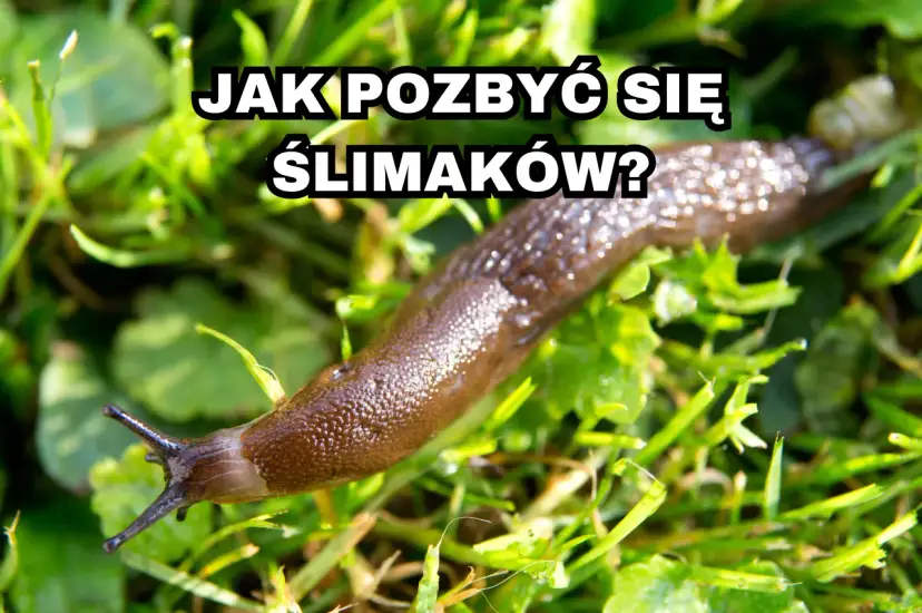 Skuteczne metody na pozbycie się ślimaków z działki bez chemii