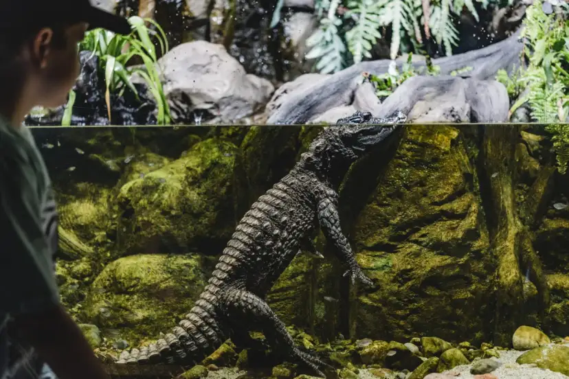 Chłopiec obserwuje krokodyla krótkopyskiego w akwarium. Gad wspina się po skale, a w wodzie pływają małe rybki.