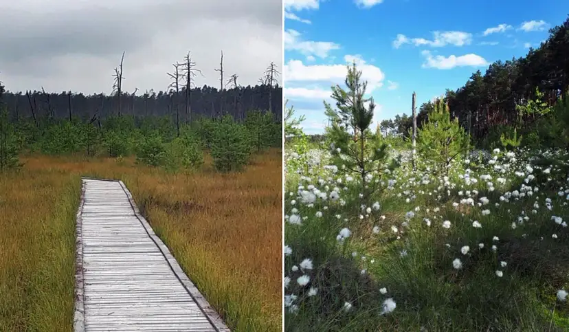 Rezerwat przyrody Obary - tajemnice flory i fauny w sercu natury