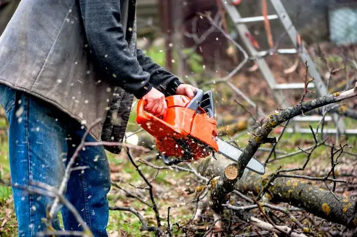 Ile jest ważne pozwolenie na wycinkę drzew i co grozi po terminie