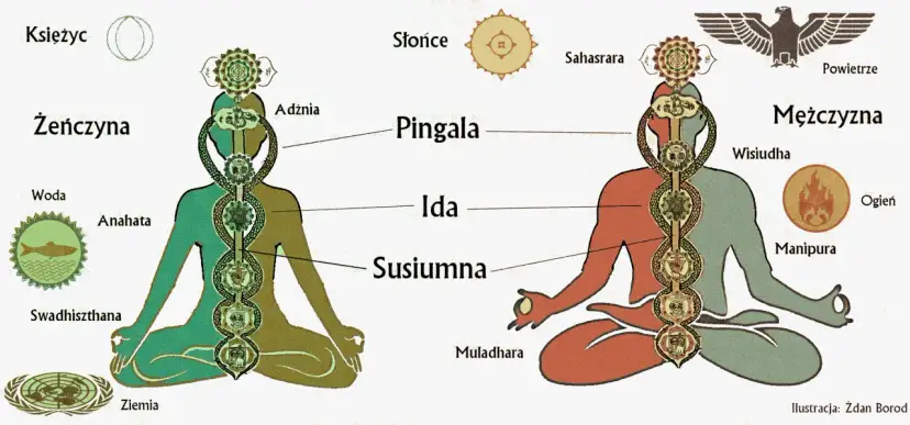 Ilustracja przedstawia schemat ludzkiego ciała z zaznaczonymi siedmioma głównymi czakrami, kanałami Idą, Pingalą i Suszumną.