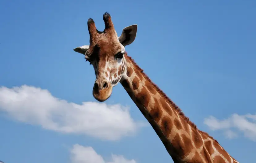 Żyrafa w Tanzanii, z charakterystycznym wzorem na szyi, patrzy w stronę obiektywu na tle błękitnego nieba z chmurami.