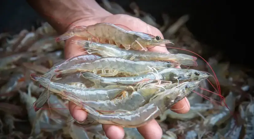 Czy krewetki są w Bałtyku? Odkryj ich niezwykłe gatunki i ekosystem