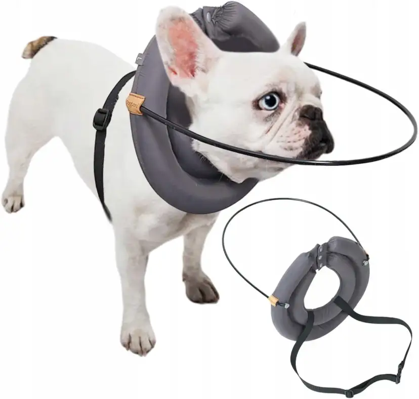 Akcesoria dla niewidomego psa, które zapewnią mu bezpieczeństwo i radość