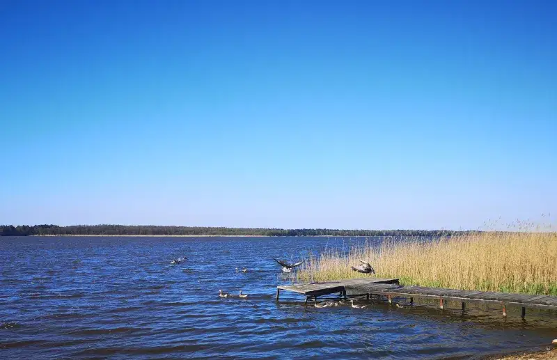 Jezioro Sarbsko: Wędkowanie 2026 Zezwolenia, ryby i najlepsze łowiska