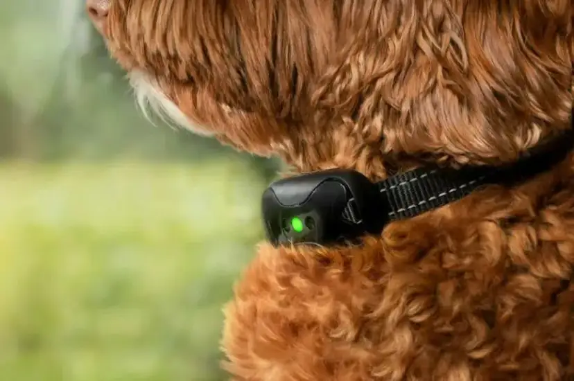 Czy obroża antyszczekowa działa? Skutki, bezpieczeństwo i alternatywy