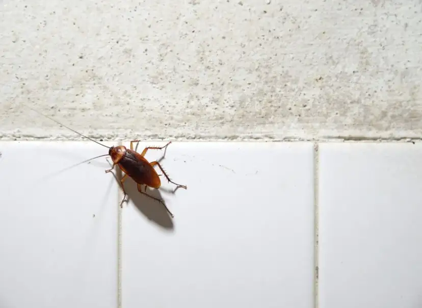 Skuteczne sposoby na karaluchy w bloku – jak je zwalczyć i zapobiegać