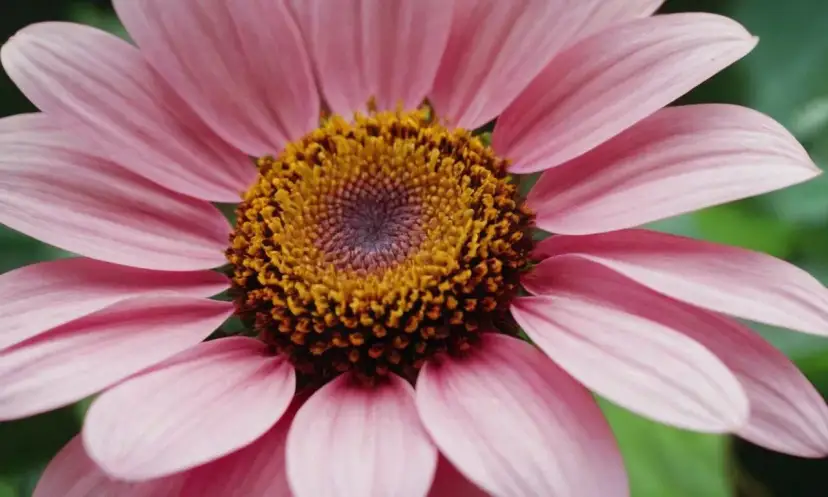 Iphone 12 aparat ile pikseli - poznaj zaskakujące możliwości kamery