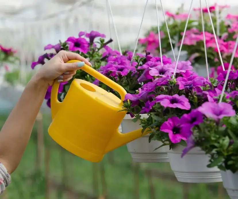 Jaki nawóz do surfinii - uniknij błędów w nawożeniu i ciesz się kwiatami