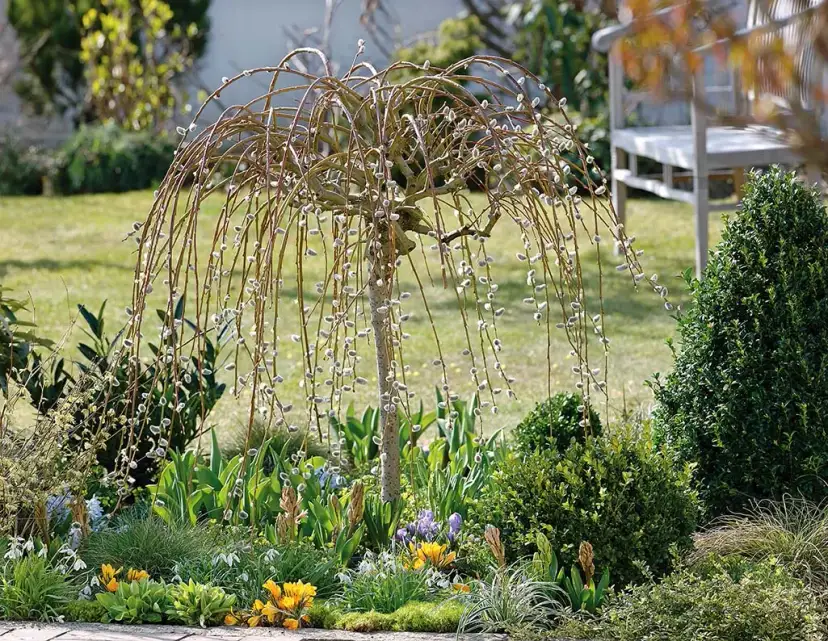 Wierzba hakuro z czym sadzić - najlepsze rośliny do ogrodu