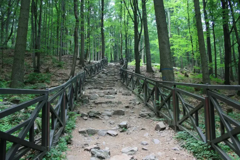 Kamieniste schody w lesie, otoczone drewnianą balustradą, prowadzące pod górę.