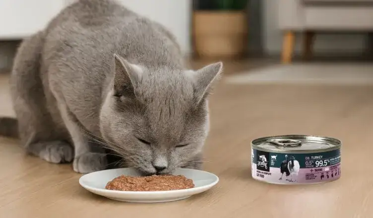 Czy koty mogą jeść zboża? Sprawdź, co może im zaszkodzić