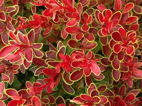 Berberys kolumnowy – idealne odstępy sadzenia dla pięknego żywopłotu