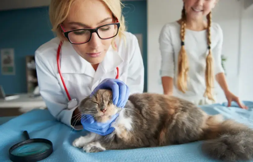 Jak zostać weterynarzem - krok po kroku do wymarzonego zawodu