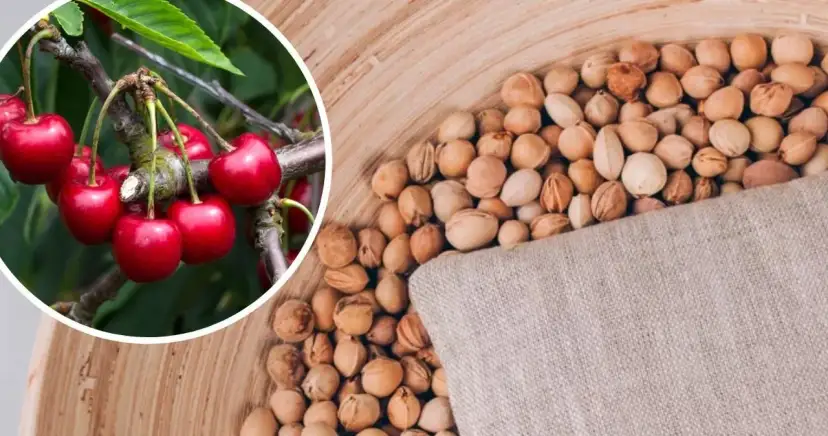 Jak sadzić czereśnie z pestki – uniknij błędów i ciesz się plonami