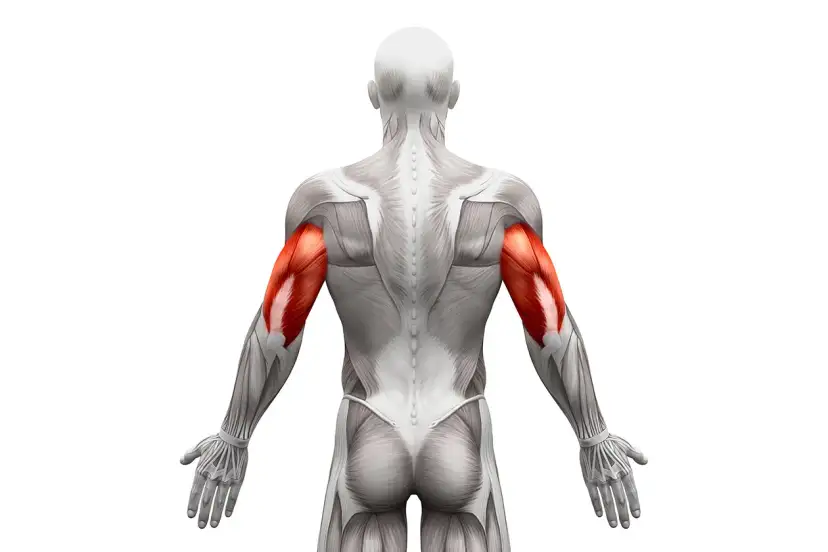 Triceps: Jak rozciągać, by zwiększyć siłę i uniknąć kontuzji?