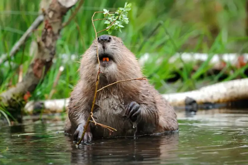 Bobry czym się żywią? Odkryj ich zaskakującą dietę i zwyczaje