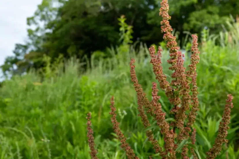 Szczaw kędzierzawy: właściwości, zagrożenia i zastosowanie w ogrodnictwie