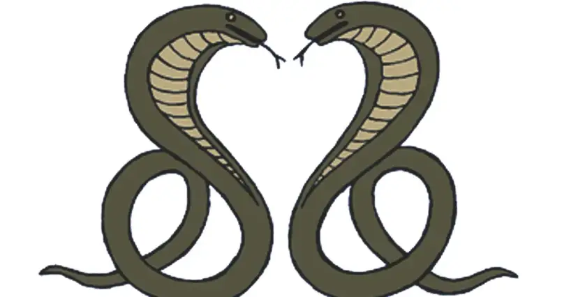 Dwa węże, jakby mówiące "dzień dobry jestem z kobry", tworzą serce.