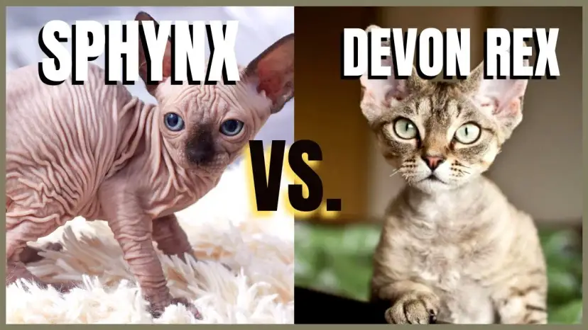 Devon Rex a Sfinks: Kluczowe różnice, które musisz znać