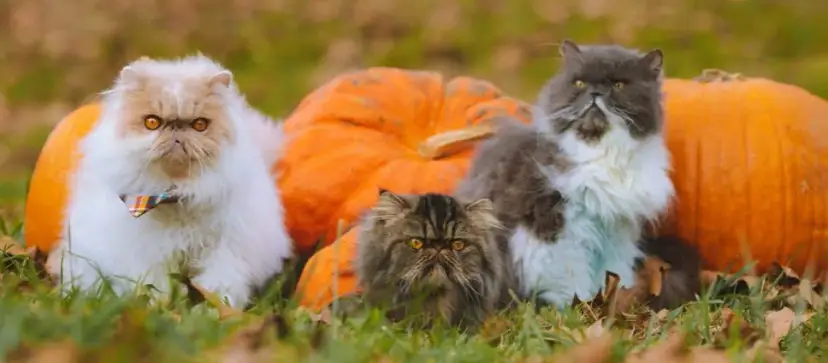 Najlepsze hodowle kotów afrodyty w Polsce – unikaj nieodpowiedzialnych breederów