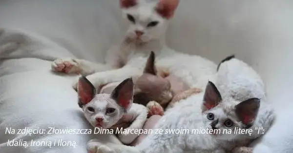 Białe koty Devon Rex: Cechy, dostępność i opieka nad nimi