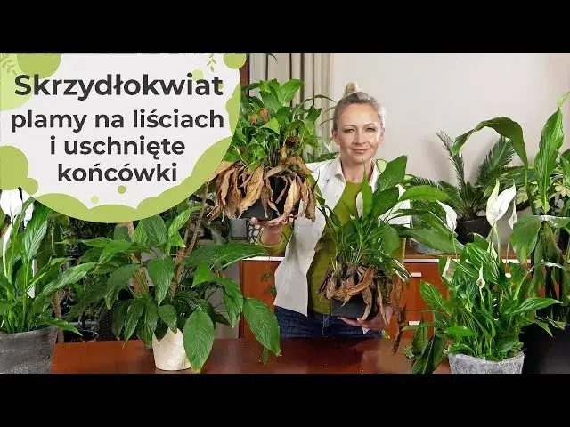 Dlaczego kwiaty skrzydłokwiatu brązowieją? Oto przyczyny i rozwiązania