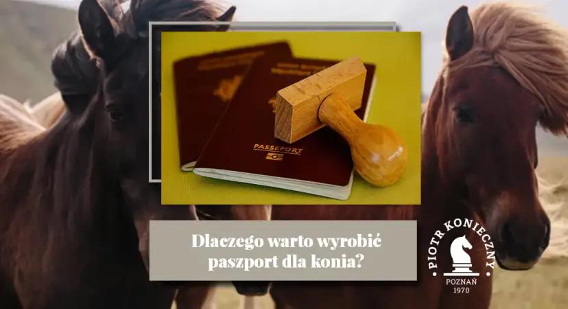 Paszport dla konia: jak wyrobić? Obowiązki i uniknij kar!
