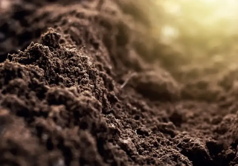 Jaki nawóz na kwaśną glebę? Sprawdź skuteczne rozwiązania dla roślin