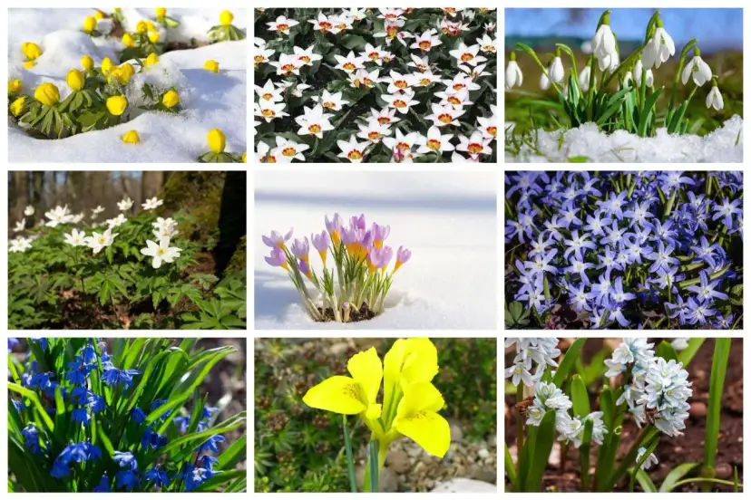 Kolorowe kwiaty zwiastujące wiosnę: żółte przebiśniegi, białe tulipany, fioletowe krokusy, niebieskie szafirki i inne.
