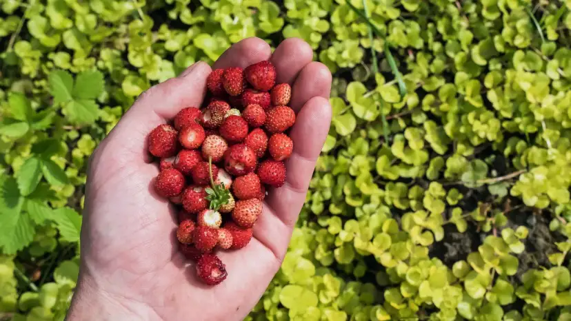 Kiedy jest sezon na poziomki? Sprawdź, by nie przegapić zbiorów