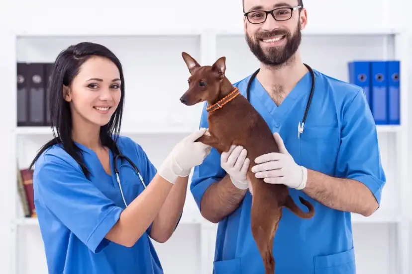 Czym zajmuje się weterynarz i jak może pomóc Twojemu zwierzęciu?