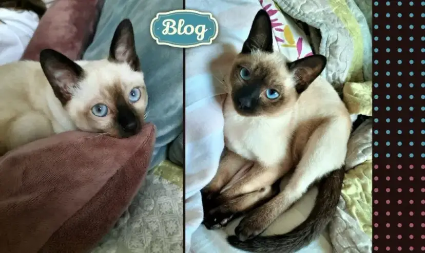 Ciekawe fakty o kocie tonkijskim, które zaskoczą każdego miłośnika kotów