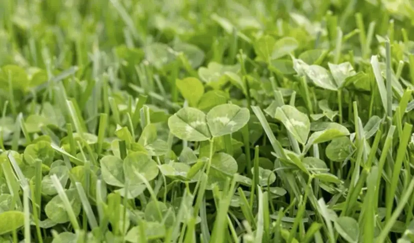 Jak skutecznie zwalczyć chwasty w trawie i cieszyć się zdrowym trawnikiem