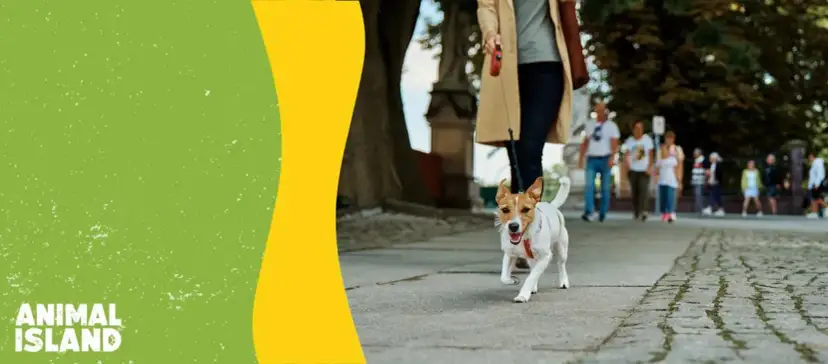 Jak długie spacery ze szczeniakiem? Zadbaj o stawy i rozwój!