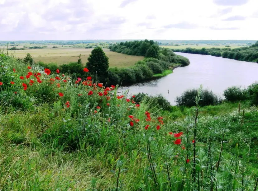 Łąka pełna maków nad zakręconą rzeką, jak z legendy o Janie i Cecylii.